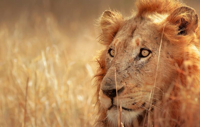 7 Day Tanzania Wildlife Discovery Safari - Arusha, Lake Manyara, Ngorongoro Crater & Serengeti