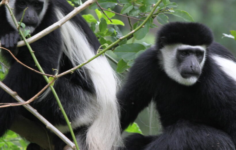 7 Day The Great Apes & Primates of Rwanda & Uganda