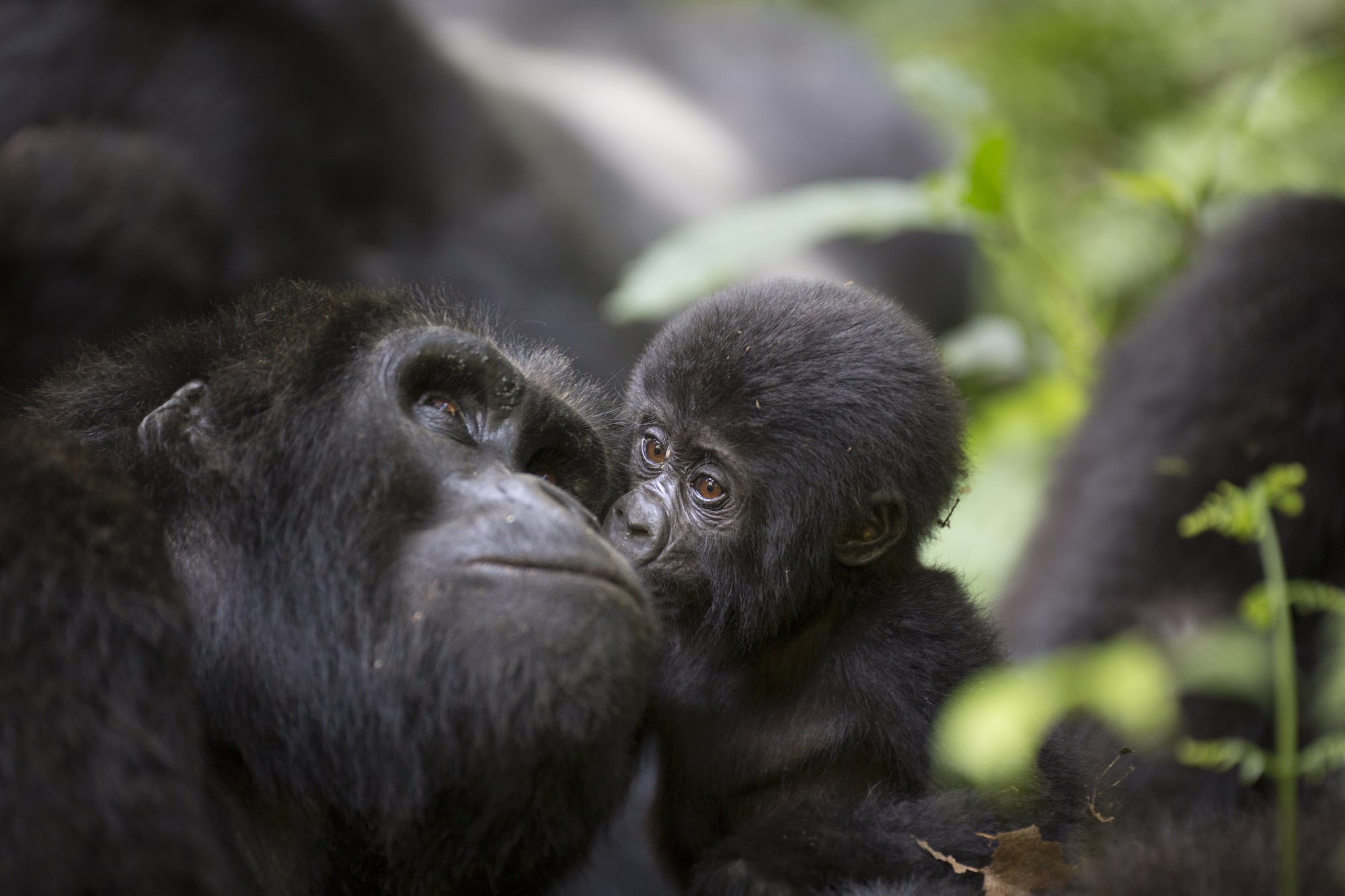 Mountain Gorilla Trekking - Rwanda