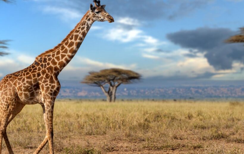 14 Day Best of Tanzania and Kenya Wildlife Safari