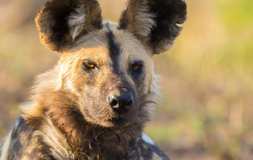 6 Day Best of Kenya - Amboseli, Nairobi, Masai Mara & Naivasha