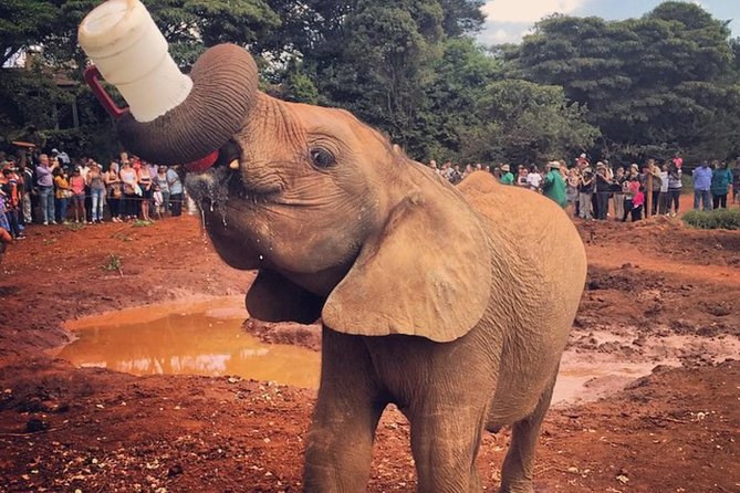 David Sheldrick Elephant Orphanage Nairobi
