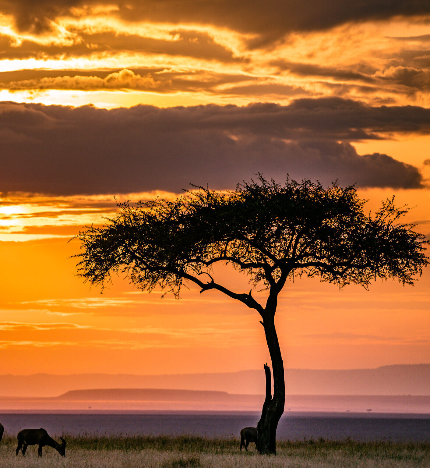 Sundowners on Safari