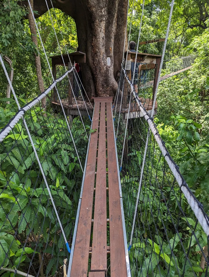 Treetop Walkway - Lake Manyara
