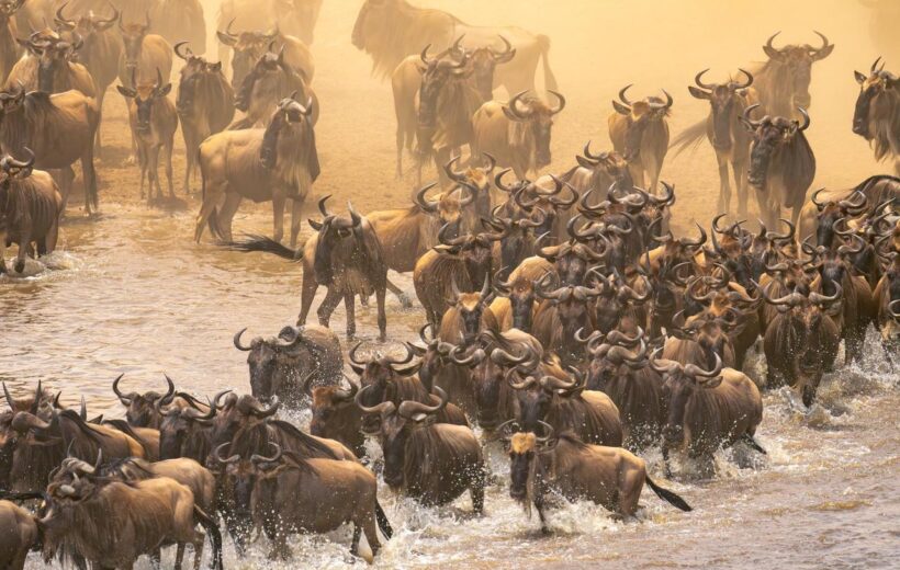 15 Day Kenya & Tanzania Great Migration Safari with Maasai Mara, Serengeti & Ngorongoro Crater