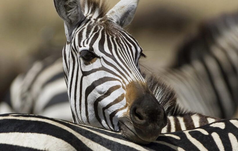 7 Day Tanzania Classic Lodge Safari - Lake Manyara, Serengeti Ngorongoro Crater & Tarangire 