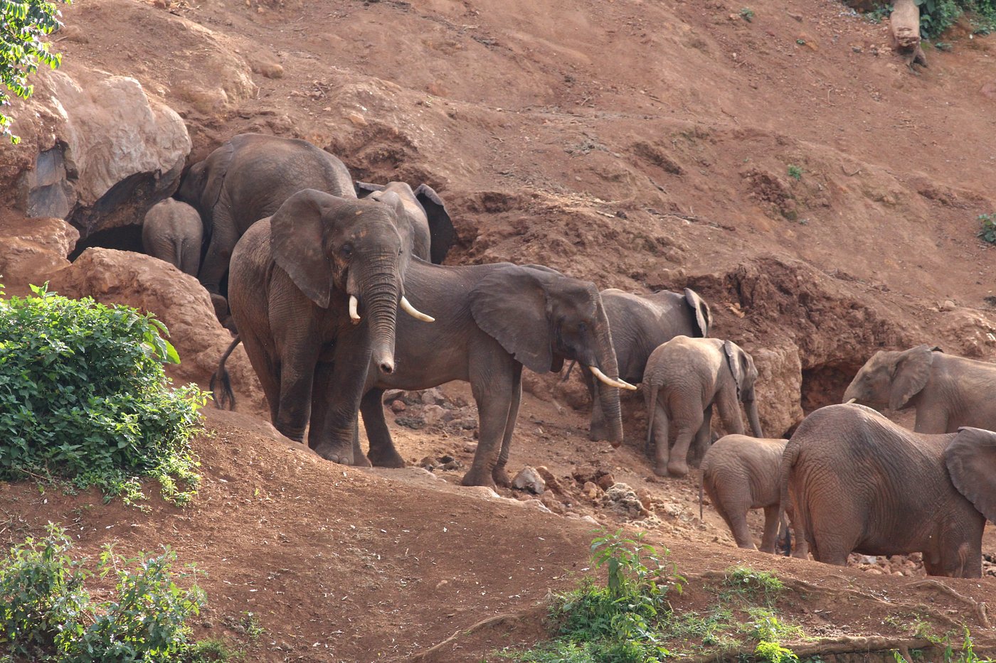 Elephant Caves Hike - Ngorongoro Karatu