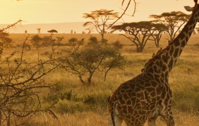 8 Day Tanzania in Style Safari