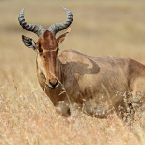 7 Days Highlights of Kenya