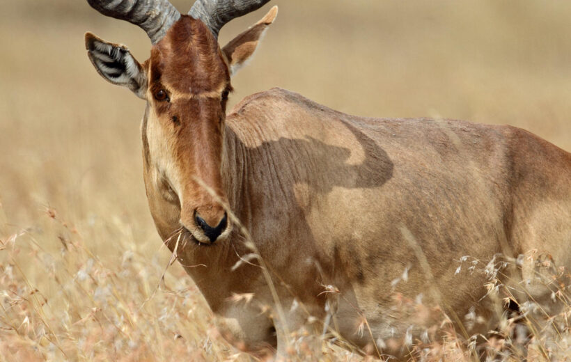 7 Days Highlights of Kenya