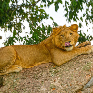 10 Days Uganda Highlights - Entebbe, Queen Elizabeth NP, Bwindi, Kibale, Entebbe