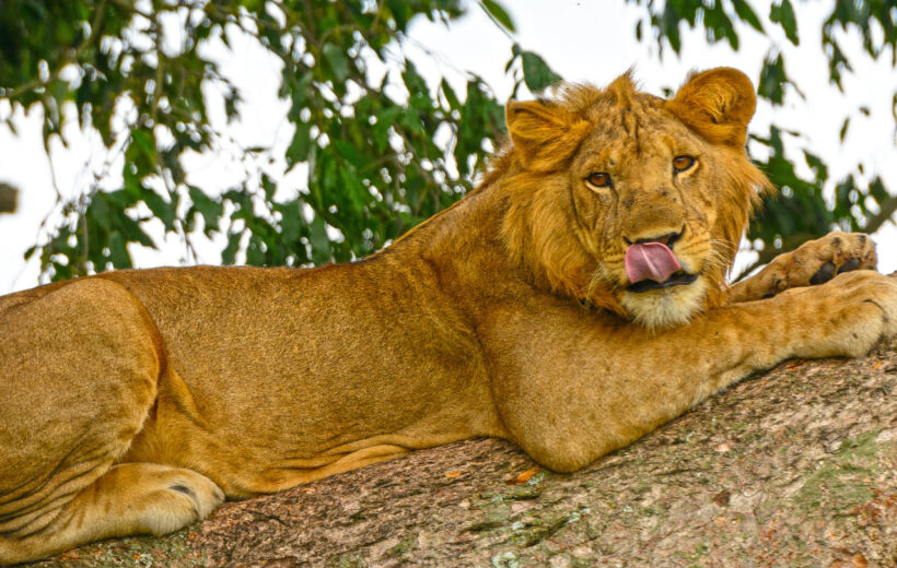 10 Days Uganda Highlights - Entebbe, Queen Elizabeth NP, Bwindi, Kibale, Entebbe